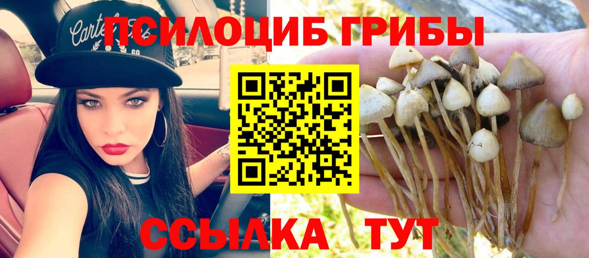Галлюциногенные грибы Psilocybine cubensis Дзержинск